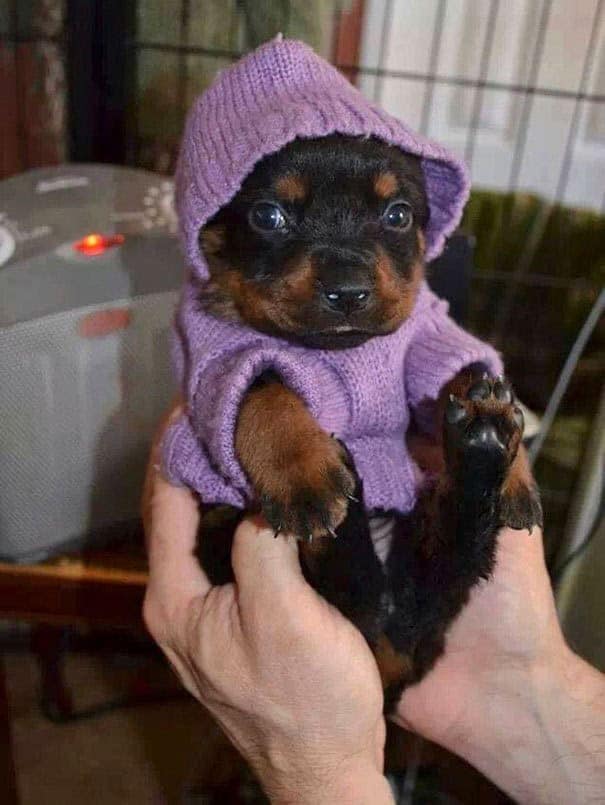 A tiny Rottweiler puppy being held in two hands wearing a purple knitted hoodie, a cute example of animals in sweaters.