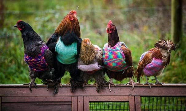 Five chickens perched on a wooden fence wearing colorful knitted vests, representing the animals in sweaters trend for poultry