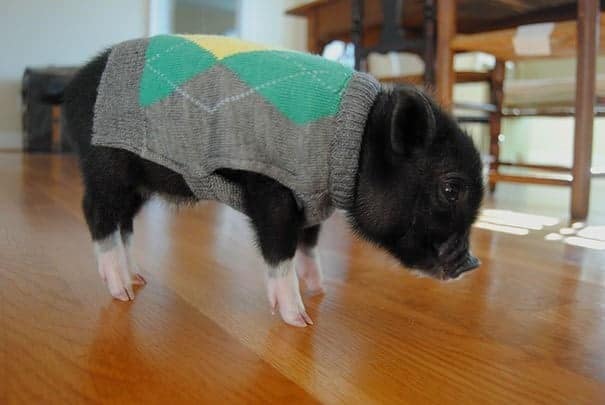 A black piglet standing on a hardwood floor wearing a grey and green argyle sweater vest, a dapper animal in a sweater.