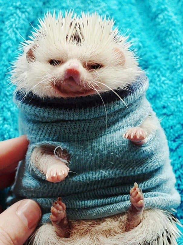 A hedgehog wearing a loose blue sweater, looking sleepy and cozy as a tiny animal wearing a sweater.