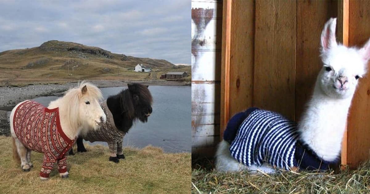 Compilation of the best animals in sweaters including the Shetland ponies, the preppy piglet, and the dinosaur tortoise.