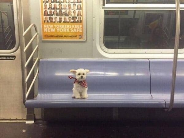 A polite animals on public transport moment featuring a small white dog in a bandana sitting alone on a blue subway bench.