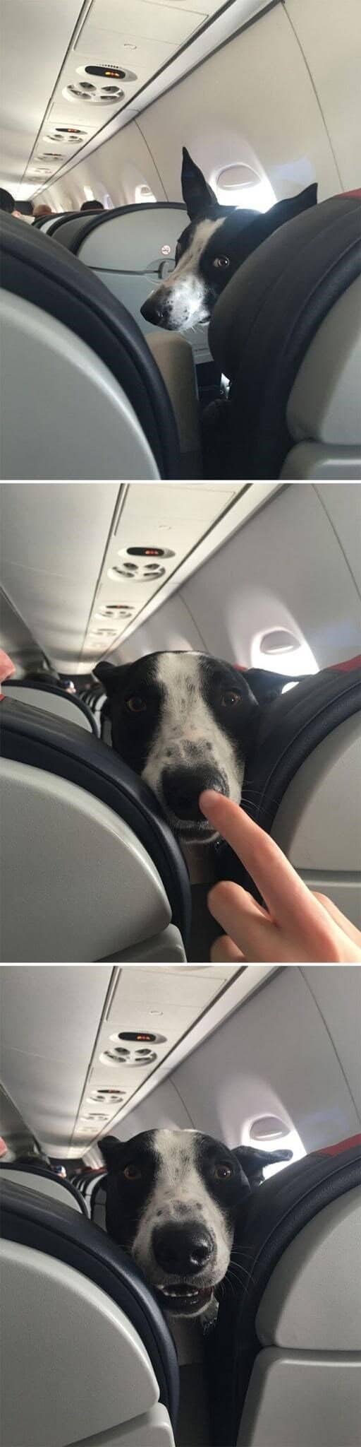 A playful animals on transit photo of a dog peeking through airplane seats to get a nose boop from the passenger behind.