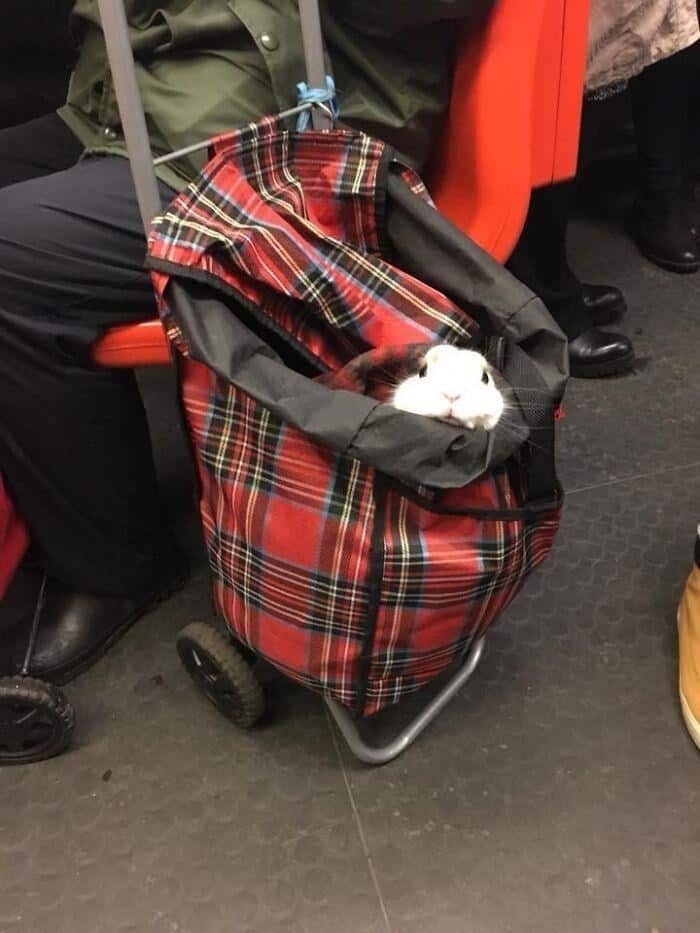 A cute animals on public transport snapshot of a white rabbit with twitching ears peeking curiously out of a red plaid shopping trolley.