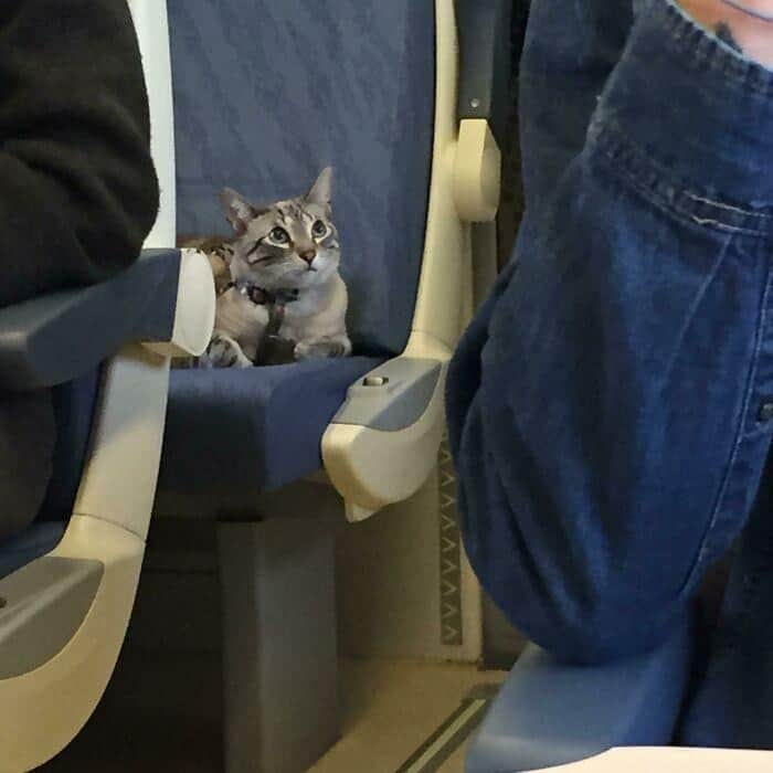 A very polite animals on transit cat sitting upright on a blue train seat, looking around with wide, curious eyes while wearing a harness.