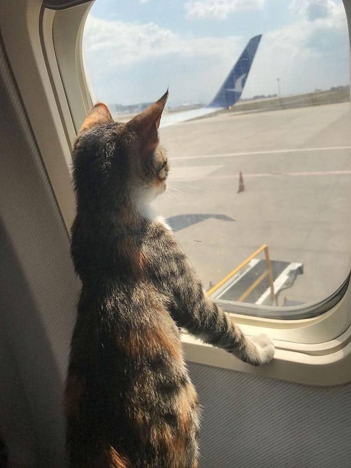 A curious animals on transit cat standing on its hind legs to gaze out of an airplane window at the runway and wing.