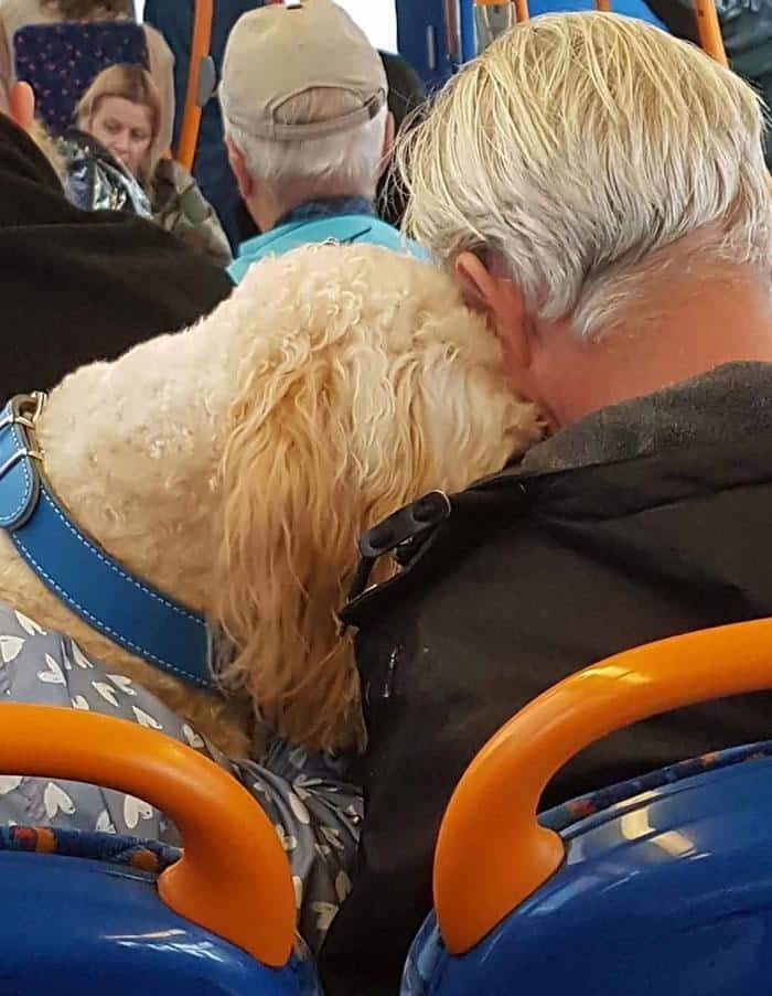 A heartwarming animals on public transport scene showing a large, fluffy dog resting its head lovingly on its owner's shoulder during a bus ride.