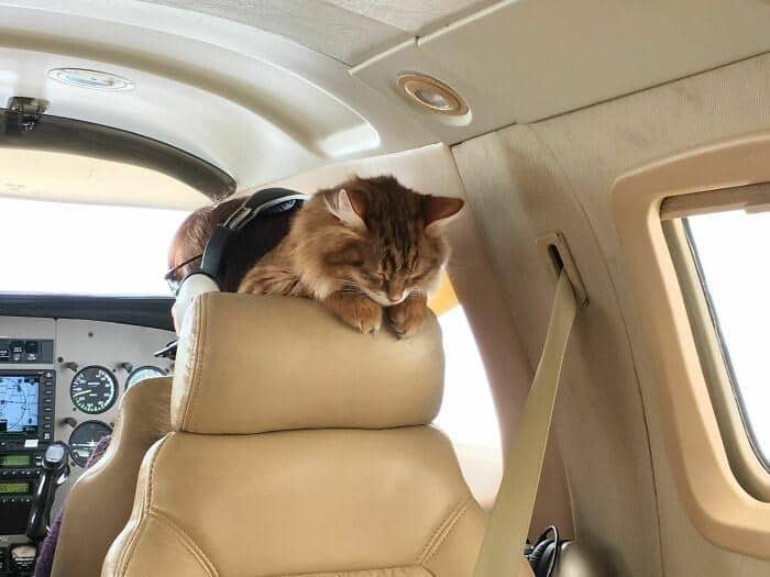 A "co-pilot" animals on public transport cat fast asleep on top of the headrest in the cockpit of a small private aircraft.