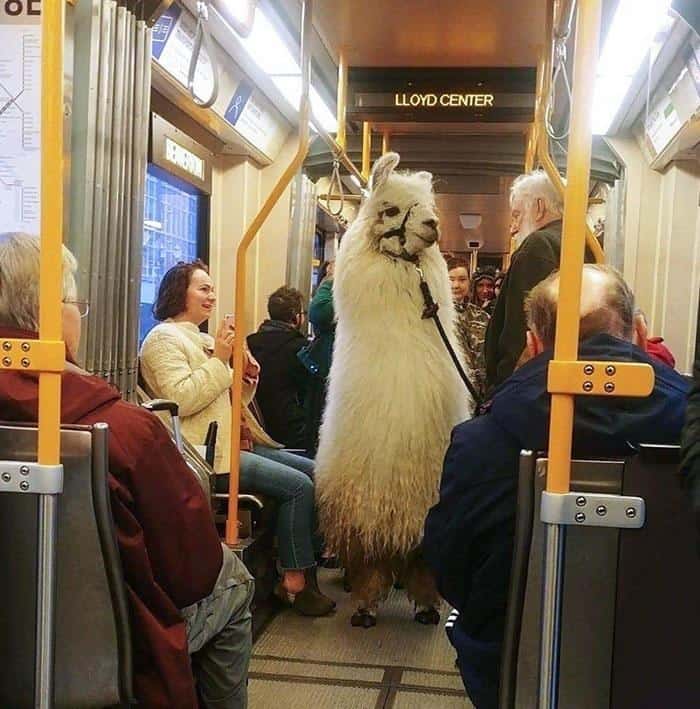 A surreal animals on transit photo of a full-sized white llama standing casually in the aisle of a commuter train.