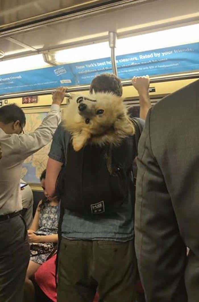A cute animals on public transport example following the "bag rule," with a fluffy dog looking upside down from a backpack on a crowded subway.