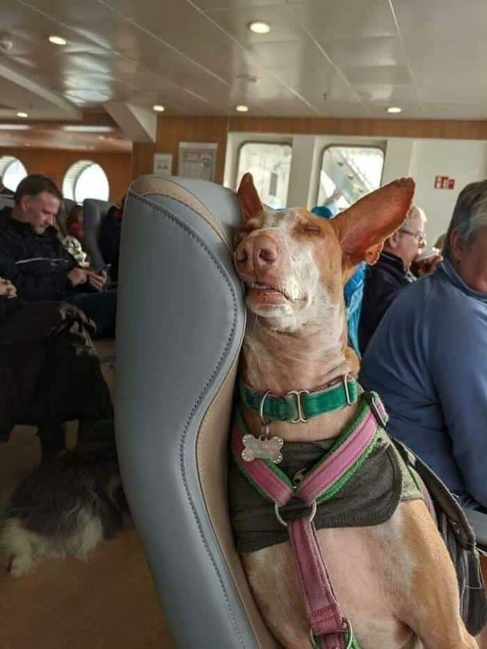 A very tired animals on transit dog sleeping deeply with its head thrown back on a passenger ferry seat.