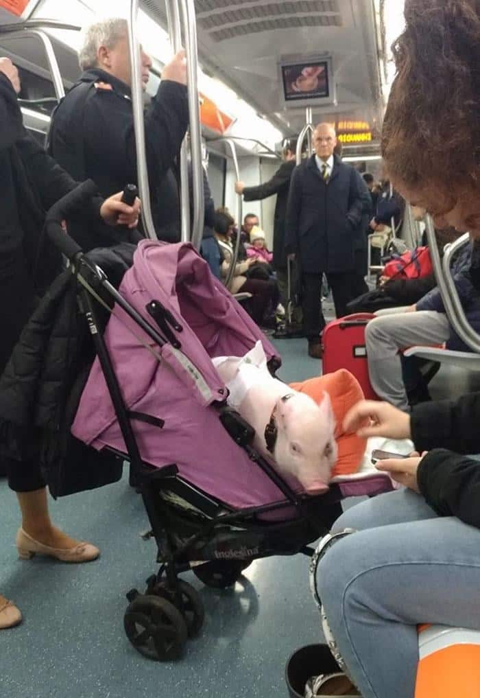 A bizarre animals on transit encounter with a small pink piglet riding in a stroller on a subway train.