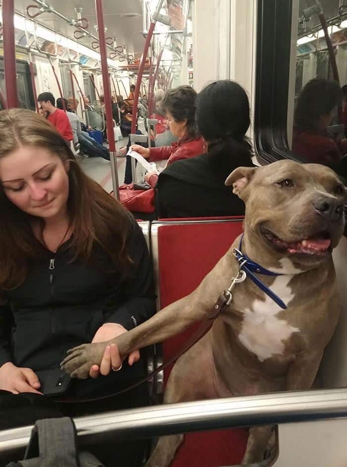 A wholesome animals on public transport interaction where a pitbull on the subway extends its paw to hold a stranger's hand.