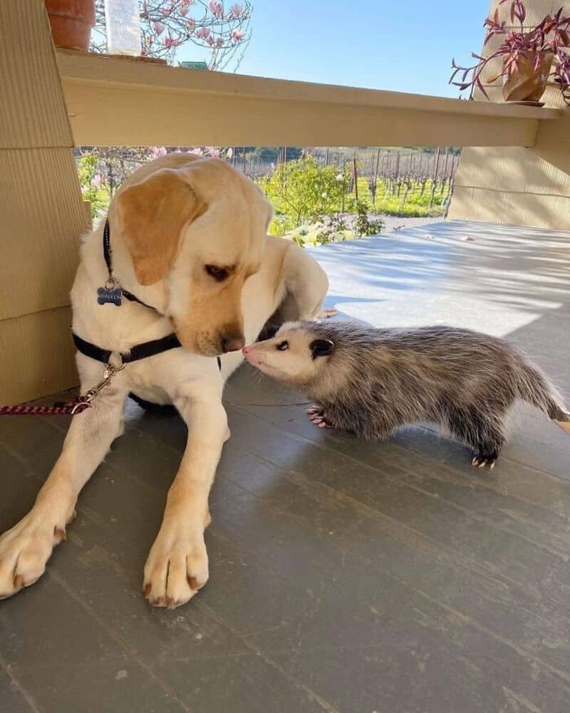 Yellow Labrador Retriever and a fluffy opossum sharing an adorable nose-to-nose greeting on a porch.