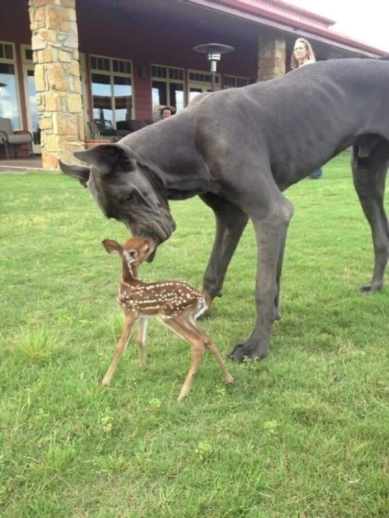 Massive Great Dane gently sniffing a tiny spotted baby deer in a grassy backyard setting.