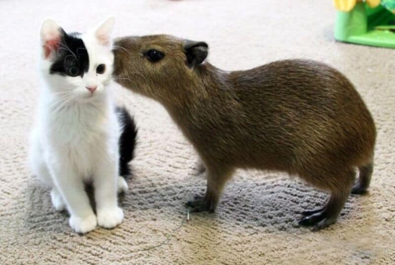 Brown capybara leaning in to sniff the face of a black and white tuxedo kitten.