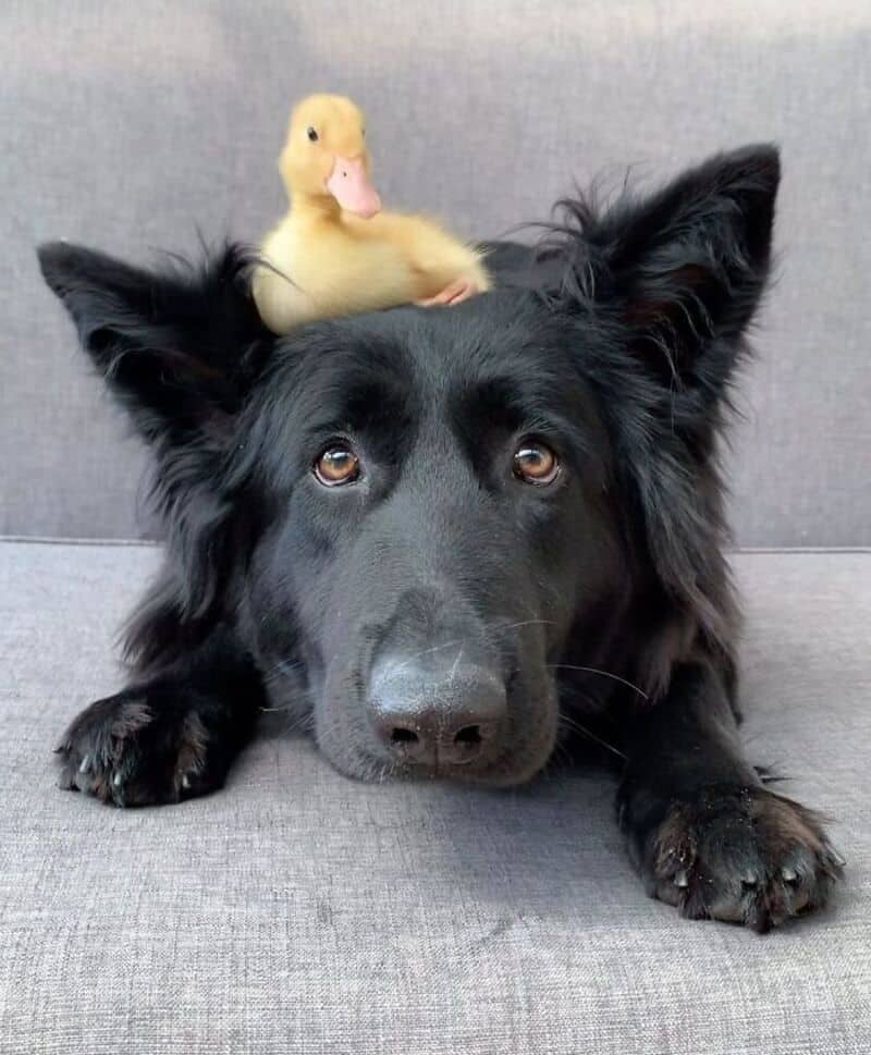Black long-haired dog looking up with a tiny yellow duckling perched calmly on its head.
