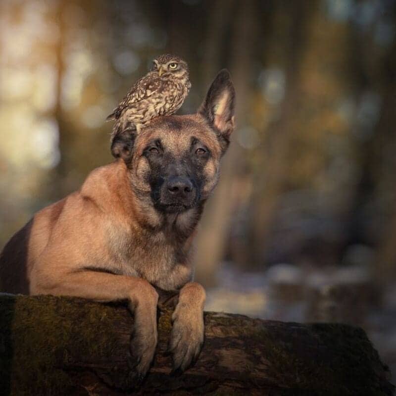 German Shepherd dog lying on a log with a small owl perched atop its head.