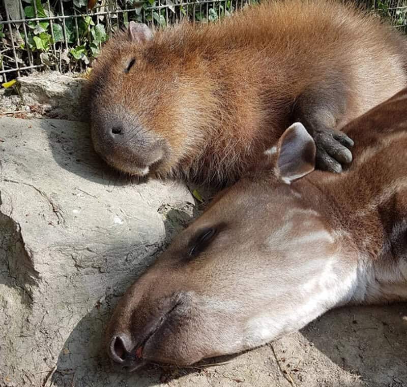 Large capybara and a tapir napping side-by-side on a sunny rock in a peaceful enclosure.