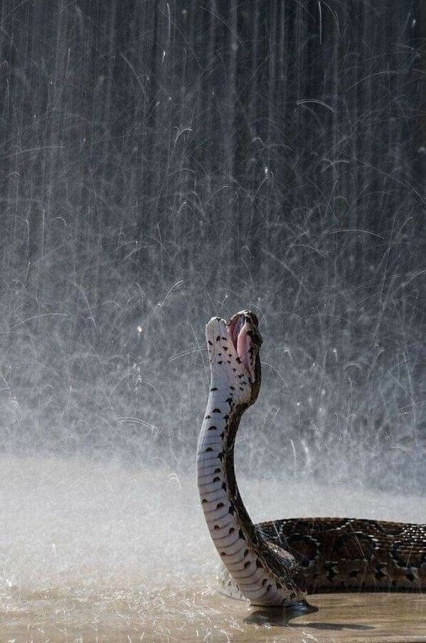 A snake with its head raised and mouth wide open under a heavy stream of water.