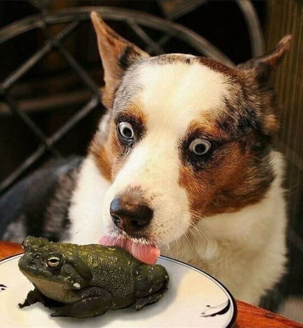 A wide-eyed dog looking terrified while a large toad sits calmly on a plate in front of it.