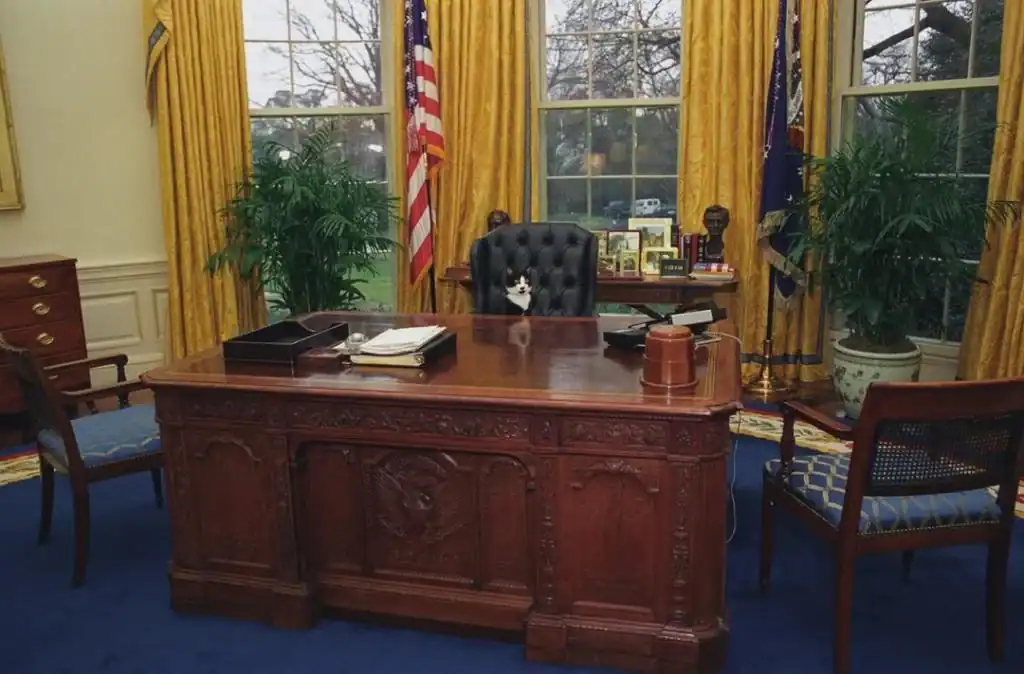 Tuxedo cat sitting in the large leather chair behind the Resolute Desk in the Oval Office.