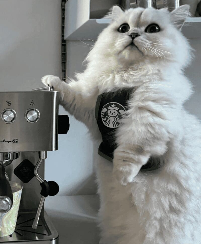 Fluffy white cat wearing a barista apron standing next to a stainless steel espresso machine.