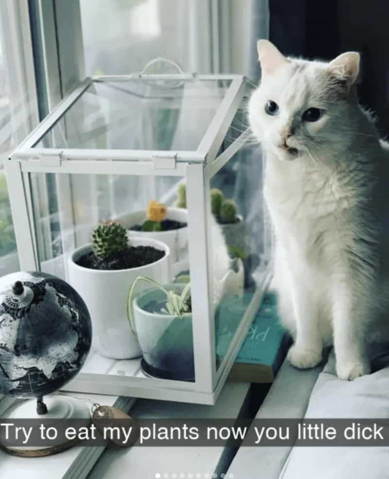 A hilarious entry in cat snapchats showing a white cat staring defeatedly at house plants safely locked inside a mini glass greenhouse, aggressively captioned to mock the pet for trying to eat them like a "little d*ck".