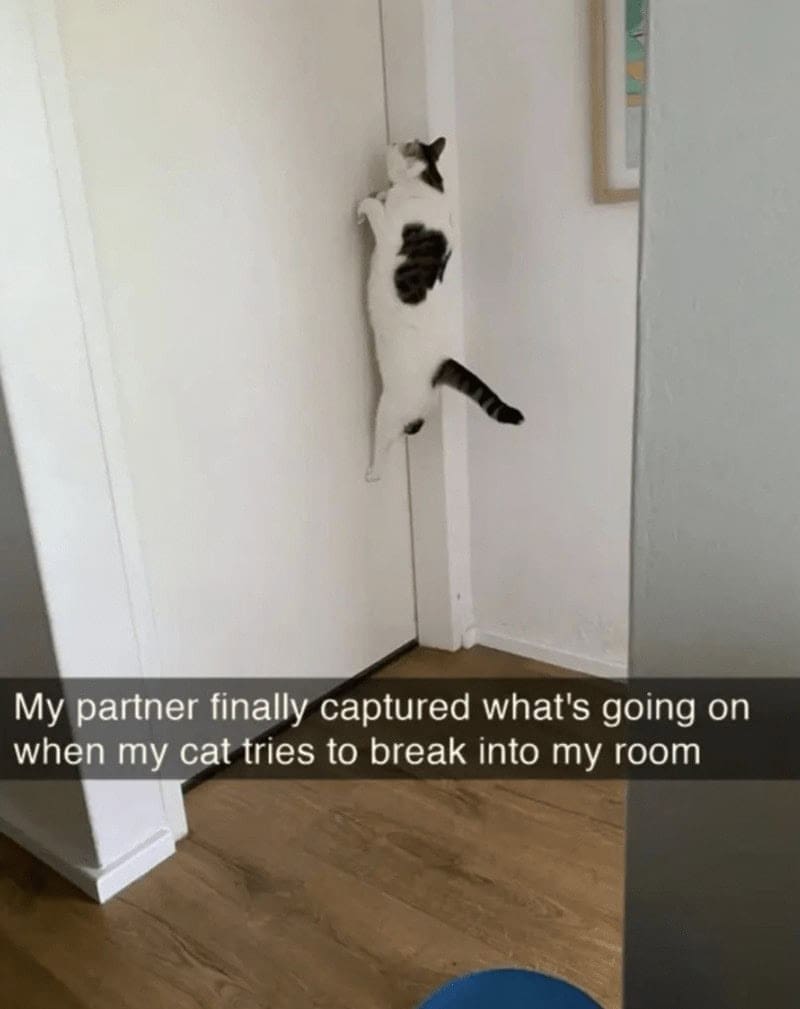 A hilarious entry in cat snapchats showing a cat literally climbing up the flat vertical surface of a door frame, captioned "My partner finally captured what's going on when my cat tries to break into my room".