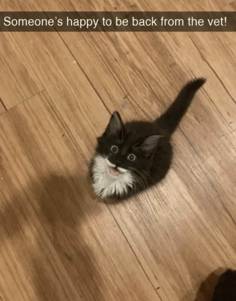 A classic example of post-medical cat snapchats showing a tiny black and white kitten sitting on the floor looking completely high and delightfully out of it, happily captioned "Someone's happy to be back from the vet!".