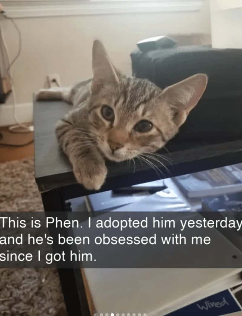 A heartwarming and precious entry among funny cat snaps showing a small tabby kitten resting its chin on a table, staring with pure love at its new owner who notes "he's been obsessed with me since I got him".
