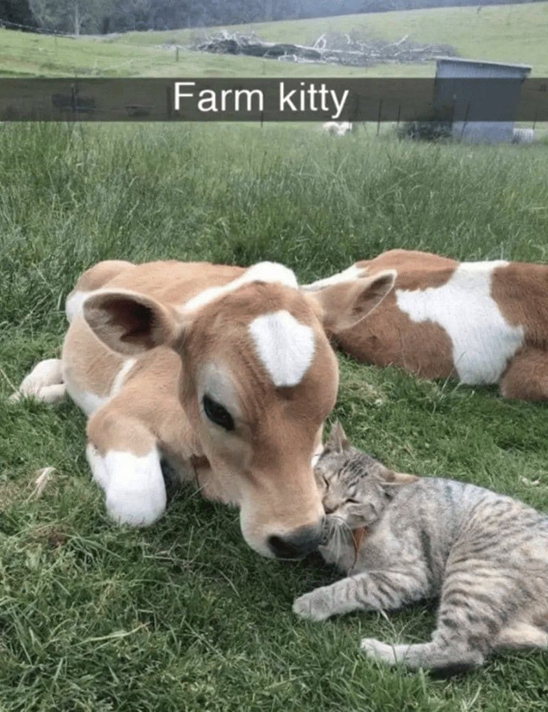 An incredibly wholesome addition to these cat snapchats showing a small grey tabby affectionately rubbing its face against the nose of a baby cow in a grassy field, simply captioned "Farm kitty".