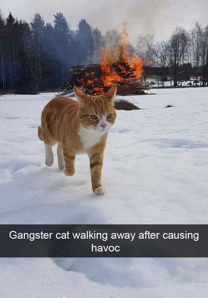 A cinematic action movie moment found in cat snapchats showing an orange and white cat calmly walking away through the snow while a massive bonfire rages behind it, captioned "Gangster cat walking away after causing havoc".
