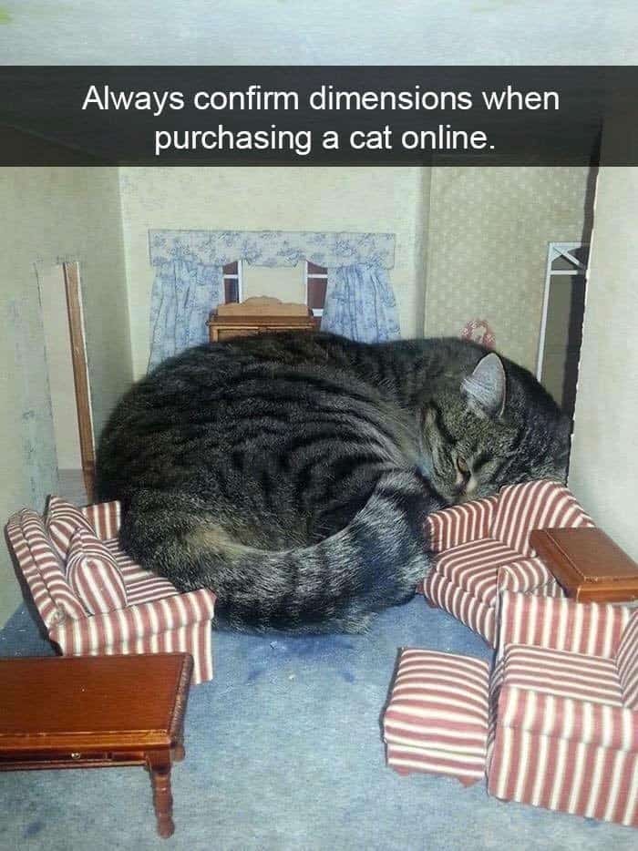 A perfect example of funny cat snaps showing a massive tabby cat fast asleep inside a tiny wooden dollhouse, jokingly captioned to "Always confirm dimensions when purchasing a cat online".