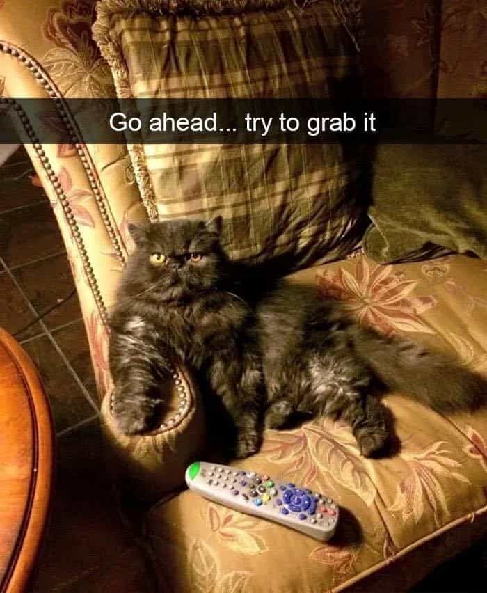 An intimidating finale to these funny cat snaps showing a fluffy black cat sprawled on a chair, guarding the TV remote with a death glare that aggressively dares the owner to "Go ahead... try to grab it".