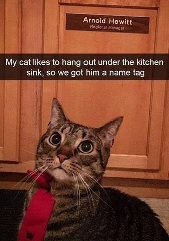 A highly relatable addition to cat snapchats featuring a serious-looking tabby wearing a tiny red necktie while sitting directly under his very own official "Regional Manager" office door nameplate.