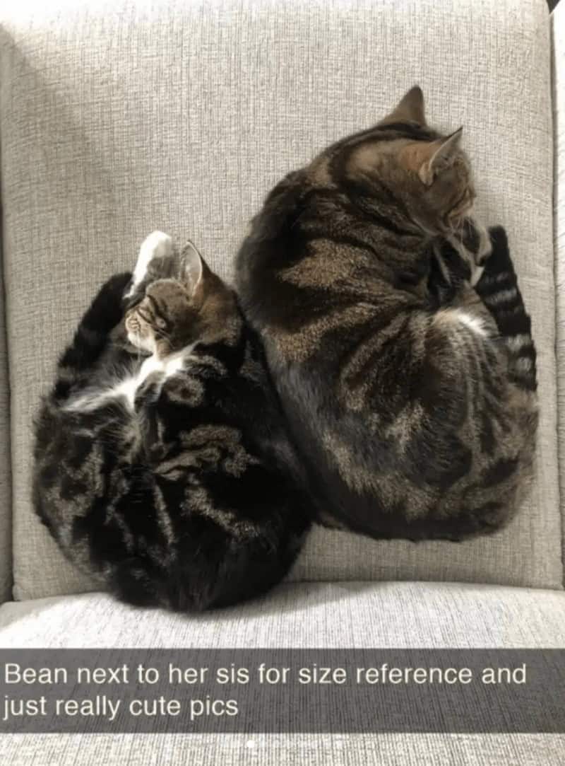 An overwhelmingly adorable side-by-side comparison found in funny cat snaps, showing a tiny baby tabby kitten curled up into a ball directly next to its massive older sibling on a grey chair.