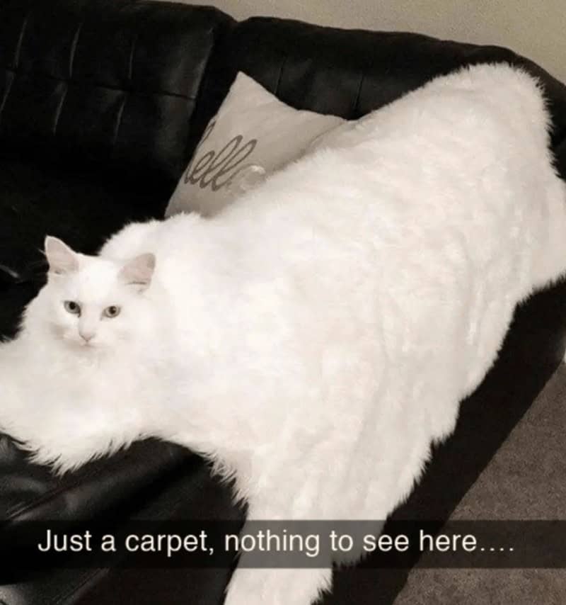 A brilliant optical illusion among funny cat snaps showing an incredibly fluffy white cat lying so perfectly flat across a black leather couch that it genuinely looks exactly like a tossed decorative throw blanket.