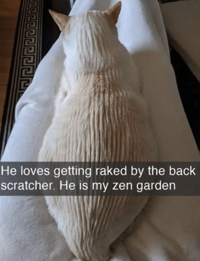 A hilarious sensory experience captured in these cat snapchats, showing a white cat's fur perfectly combed into straight lines by a back scratcher, transforming the pet into a living, breathing "zen garden".
