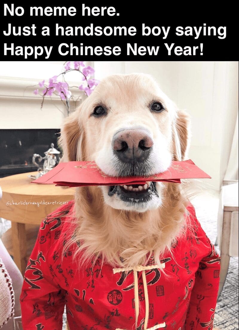 A wholesome Chinese New Year meme featuring a golden retriever holding a stack of red envelopes in its mouth to wish everyone a happy holiday.