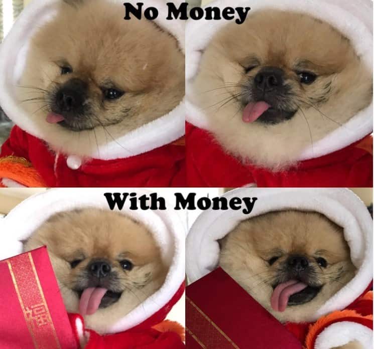 A cute Chinese New Year meme comparing a Pomeranian dog's reaction to "No Money" versus "With Money," showing the dog instantly perking up at the sight of a red packet.