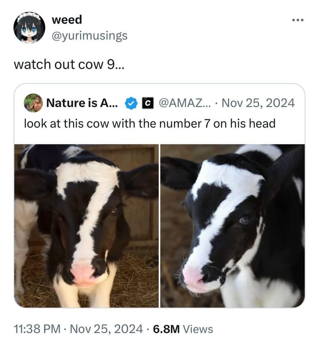 A viral tweet showing a calf with a "7" marking on its head, warning that "cow 9" needs to watch out.