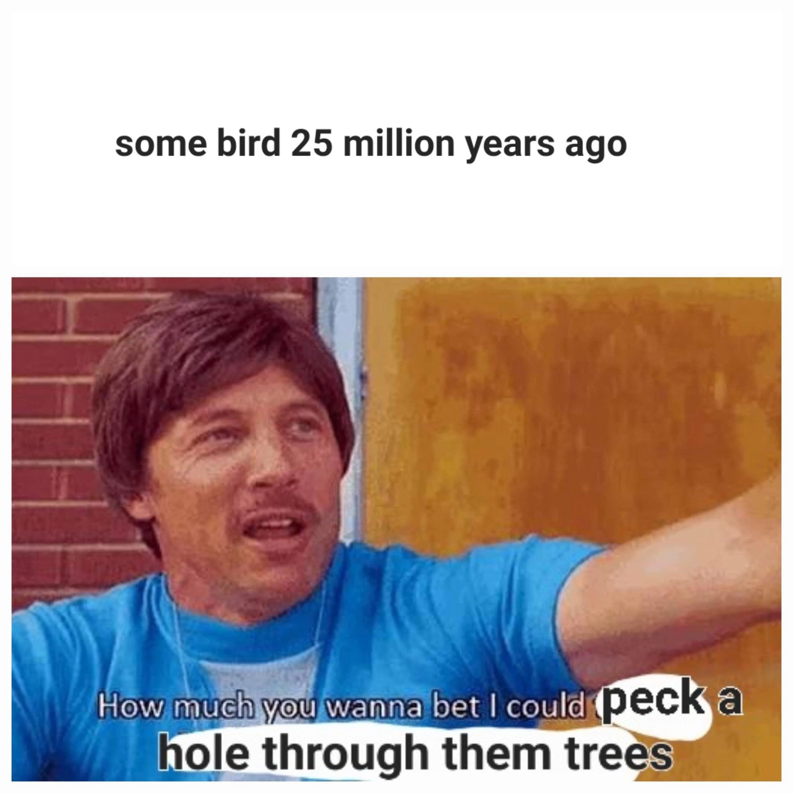 A classic meme using Uncle Rico from Napoleon Dynamite to explain the evolution of woodpeckers pecking holes in trees.