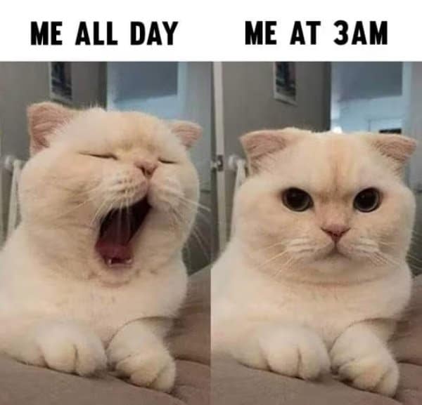 classic meme comparing a sleepy cat yawning all day to a wide-eyed, alert cat at 3 AM.