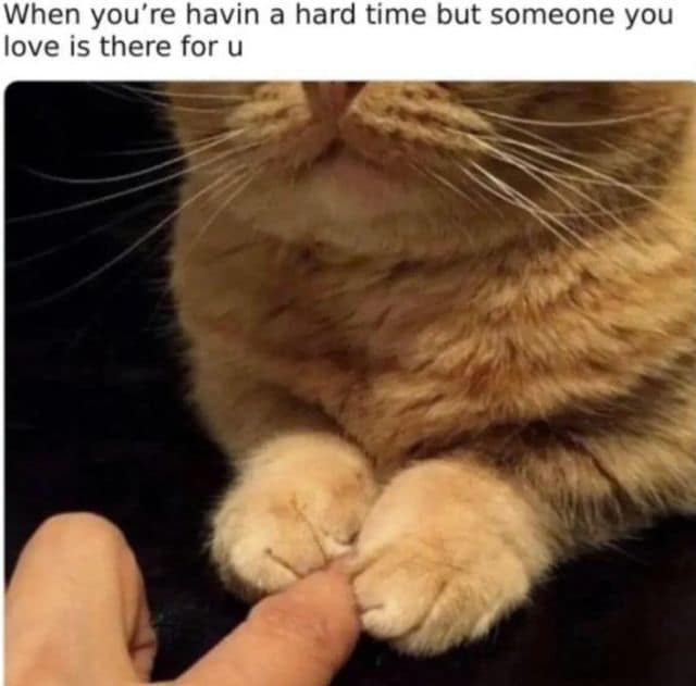 A classic meme showing a cat gently holding a human finger with its paws to represent support during hard times.