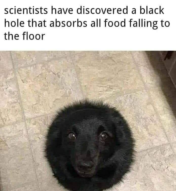 : A cute classic meme labeling a fluffy black dog's face as a "black hole that absorbs all food falling to the floor."