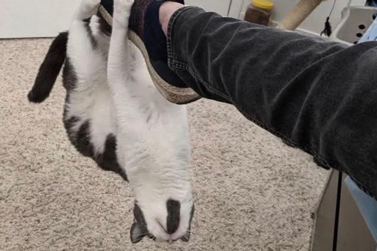 Classic meme compilation: A collage featuring a stressed Hulk Hogan reacting to a strong edible, a disastrous attempt to build a BBQ grill out of a meltable plastic drum, and a hilarious frat-bro vampire cooler shaped like a red and white coffin.