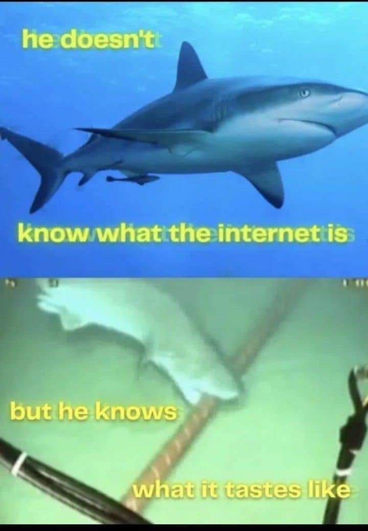 Shark biting an underwater internet cable classic meme about knowing what the internet tastes like.