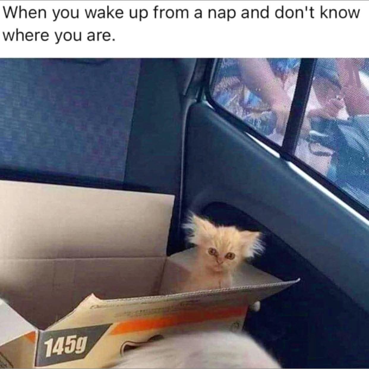 A classic meme featuring a disheveled orange kitten sitting in a cardboard box, captioned "When you wake up from a nap and don't know where you are."