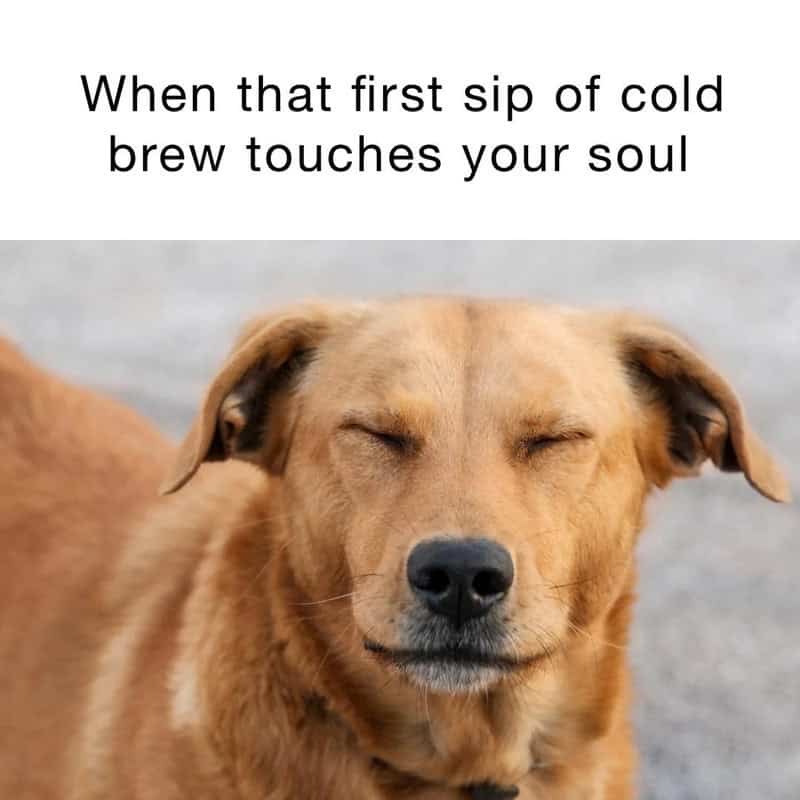 A brown dog with its eyes closed and a peaceful expression. Text: "When that first sip of cold brew touches your soul"
